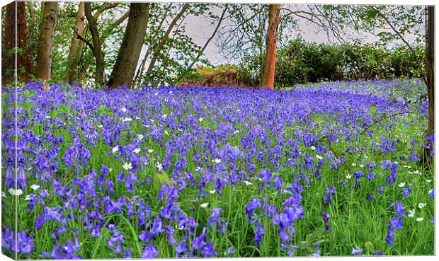 Carpet of Bluebells Canvas Print by Mark Bunning