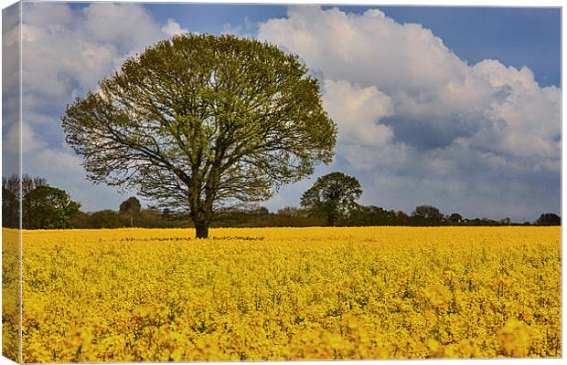 A field of rapeseed in norfolk Canvas Print by Mark Bunning