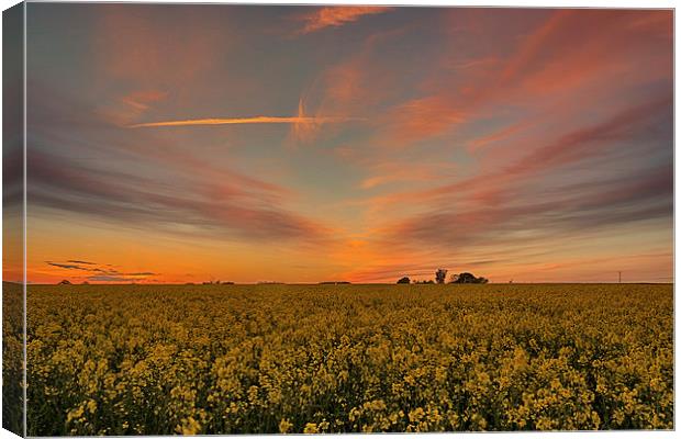 Rapeseed sunset Canvas Print by Mark Bunning