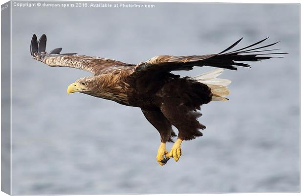  White tailed sea eagle Canvas Print by duncan speirs
