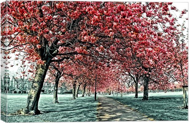 Cherry Blossom Path, Harrogate Canvas Print by Paul M Baxter