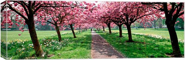 Cherry Trees and Shadows on The Stray, Harrogate Canvas Print by Paul M Baxter