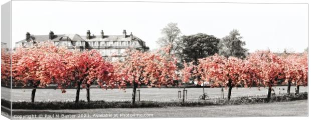 Cherry Blossom on The Stray Canvas Print by Paul M Baxter