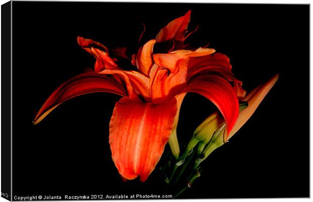 orange lily Canvas Print by Jolanta  Raczynska
