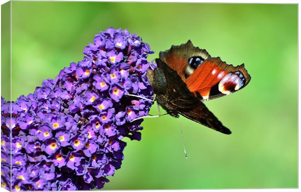 Peacock on Buddleia Canvas Print by Jon Short