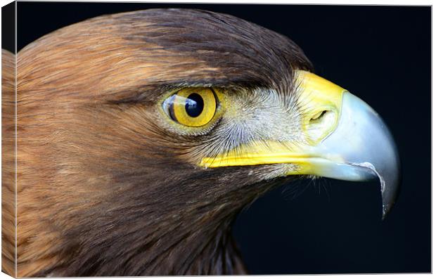 Golden Eagle Canvas Print by Jon Short