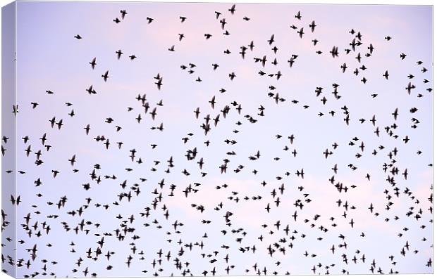 Murmuration of Starlings Canvas Print by Jon Short