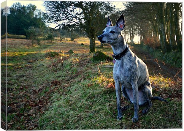 Sighthound, Looking and Listening Canvas Print by Jon Short