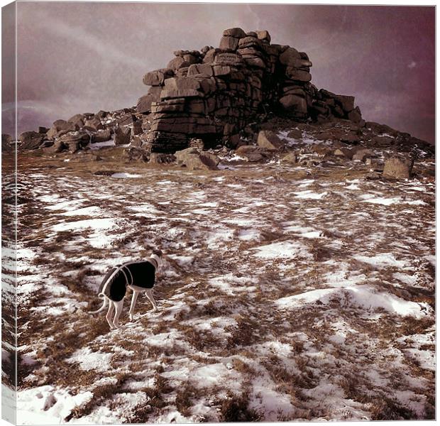 Whippet at Wintry West Mill Tor Canvas Print by Jon Short