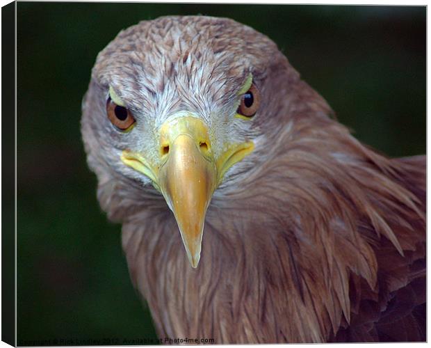 Bird of Prey Canvas Print by Rick Lindley