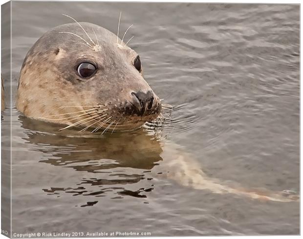 Seal Canvas Print by Rick Lindley