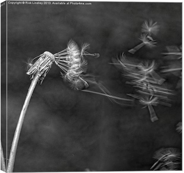 Dandelion blowing in the wind Canvas Print by Rick Lindley