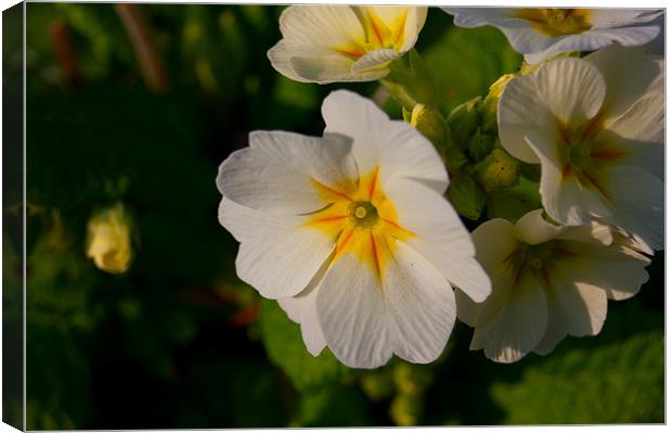 Spring is here 2 Canvas Print by Paul Oakes