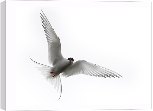 Angry Tern Canvas Print by Keith Barker