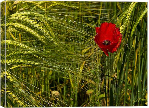 Lone Poppy Canvas Print by Keith Barker