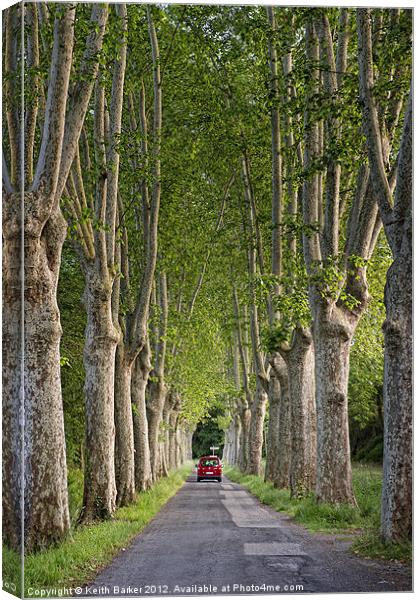 Plane tree Avenue Canvas Print by Keith Barker