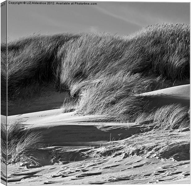 Sand Dunes Canvas Print by LIZ Alderdice