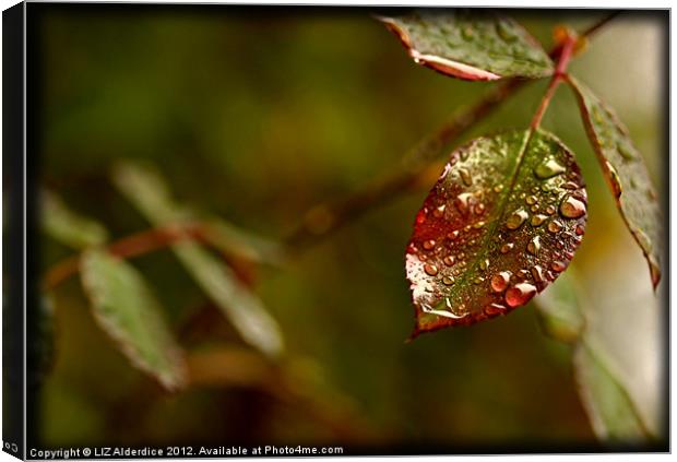 Rose Leaf Canvas Print by LIZ Alderdice