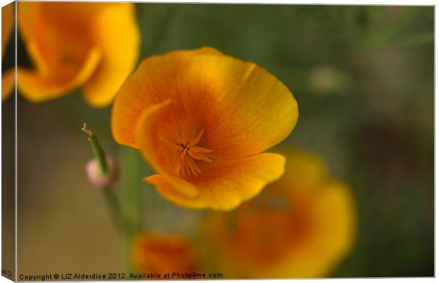 Yellow Poppies Canvas Print by LIZ Alderdice