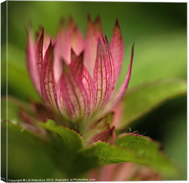 Gently Canvas Print by LIZ Alderdice