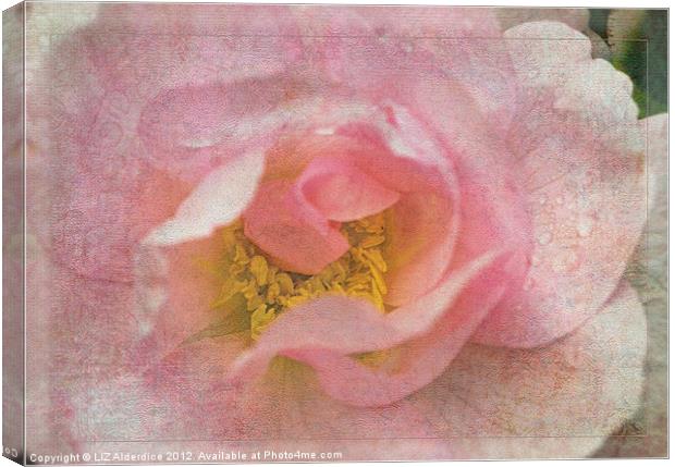 Old English Rose Canvas Print by LIZ Alderdice