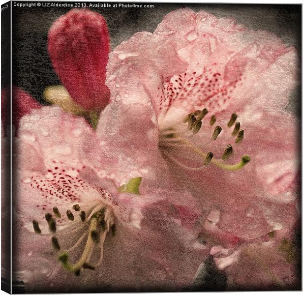 Pink Rhododendron Canvas Print by LIZ Alderdice