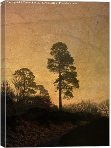 Scots Pine Canvas Print by LIZ Alderdice