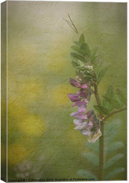 The Cottage Garden Vetch Canvas Print by LIZ Alderdice