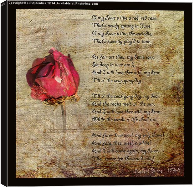 Love is like a red, red rose.. Canvas Print by LIZ Alderdice
