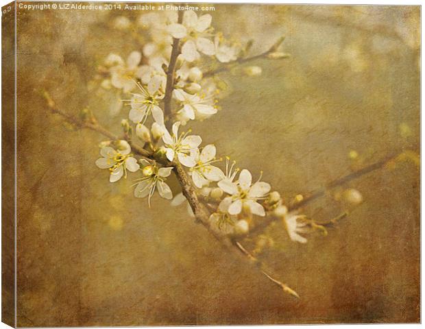 Blackthorn Blossom Canvas Print by LIZ Alderdice