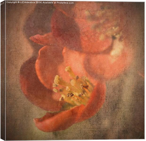 Flowering Quince Canvas Print by LIZ Alderdice