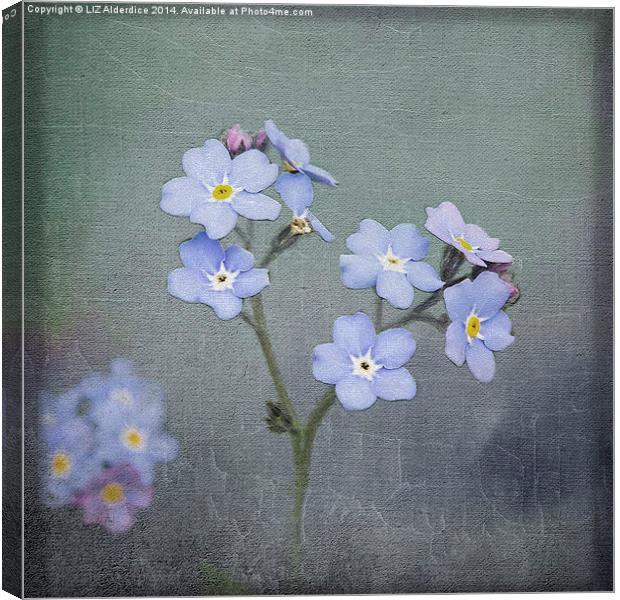 Forget Me Not Canvas Print by LIZ Alderdice