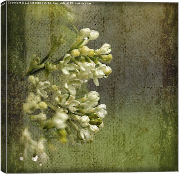 Lilac in the Rain Canvas Print by LIZ Alderdice