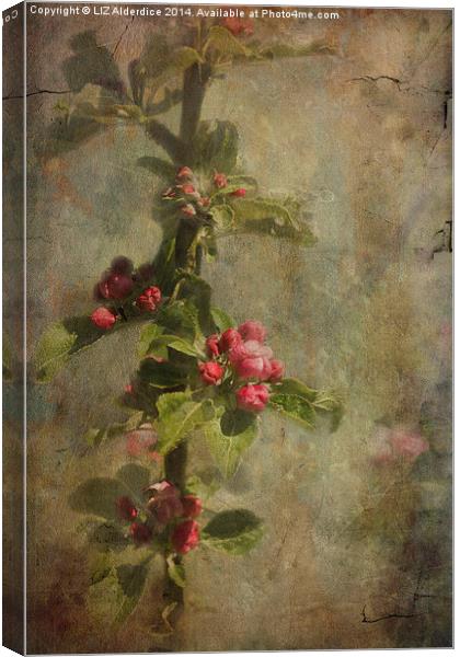 Apple Blossom Canvas Print by LIZ Alderdice