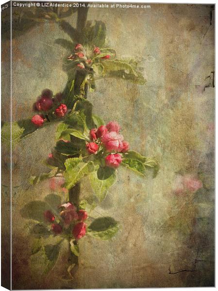 Apple Blossom Canvas Print by LIZ Alderdice