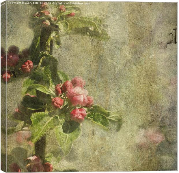 Apple Blossom (square format) Canvas Print by LIZ Alderdice