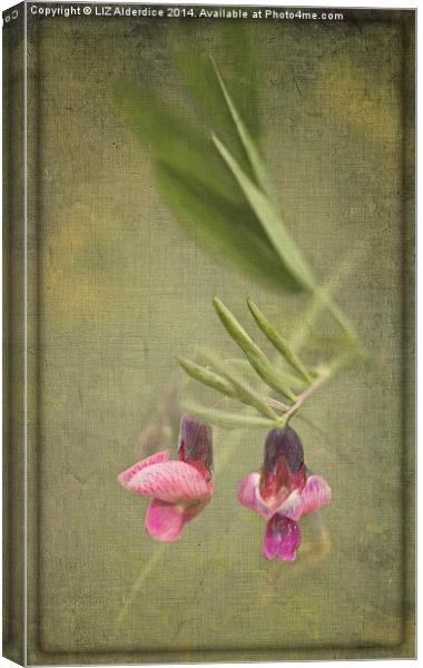 Vetch Canvas Print by LIZ Alderdice