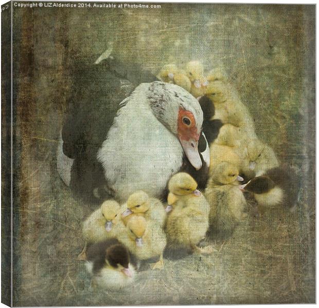 How Many Ducklings? Canvas Print by LIZ Alderdice