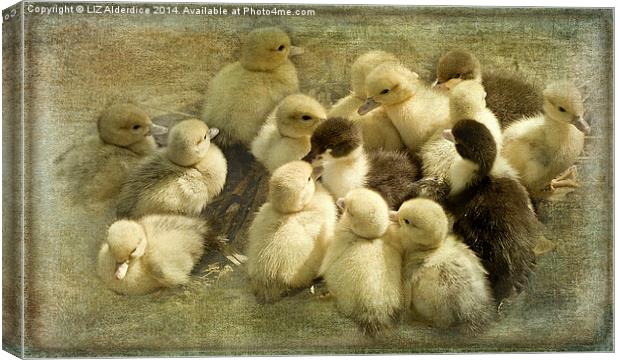 Ducklings Canvas Print by LIZ Alderdice