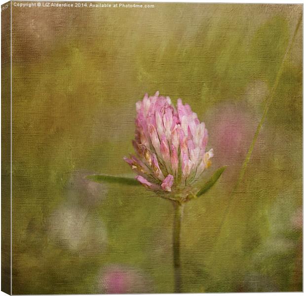 Red Clover Canvas Print by LIZ Alderdice