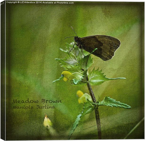Meadow Brown Butterfly Canvas Print by LIZ Alderdice
