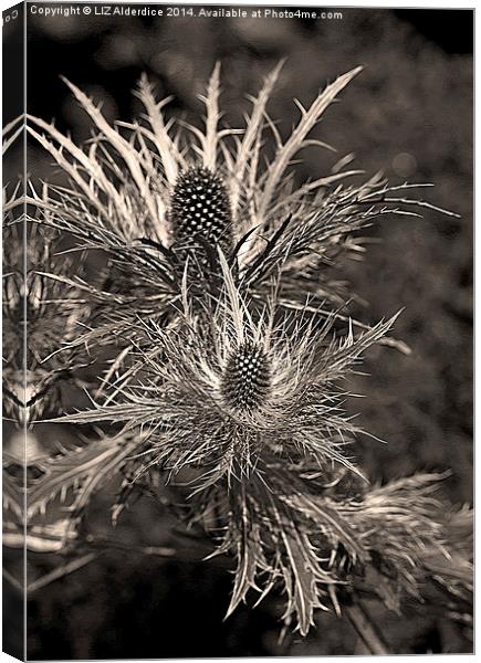 Eryngium in sepia Canvas Print by LIZ Alderdice