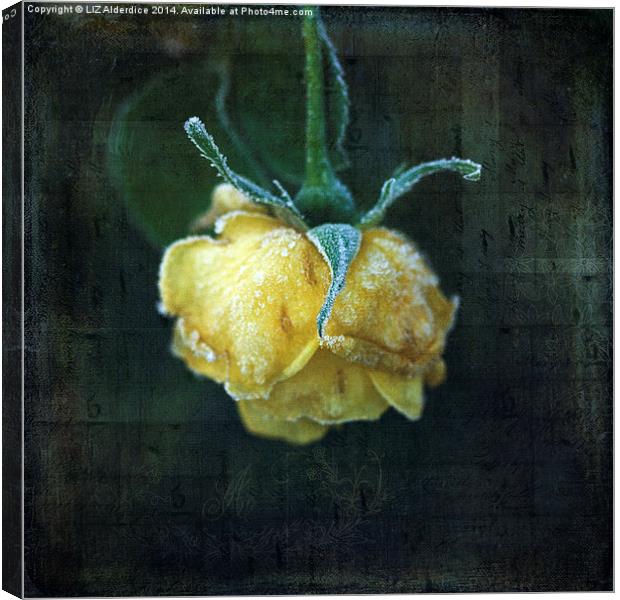  Yellow Winter Rose Canvas Print by LIZ Alderdice