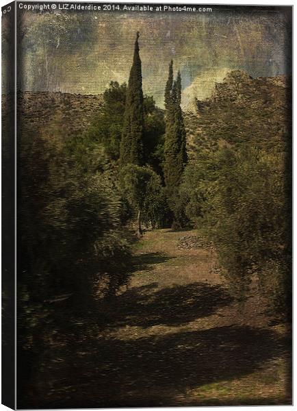 Cypress Trees and Olive Groves   Canvas Print by LIZ Alderdice
