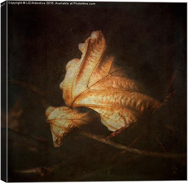  Beech Leaves (II) Canvas Print by LIZ Alderdice