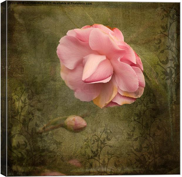 Camellia Bloom  Canvas Print by LIZ Alderdice