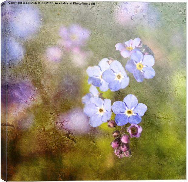  Forget Me Not As Time Goes By Canvas Print by LIZ Alderdice