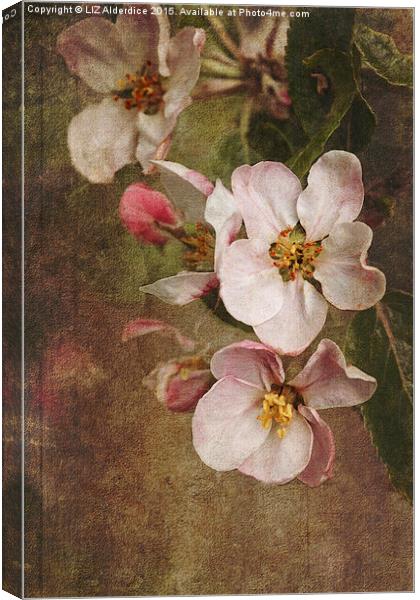 Blossoming Apple Orchard Canvas Print by LIZ Alderdice