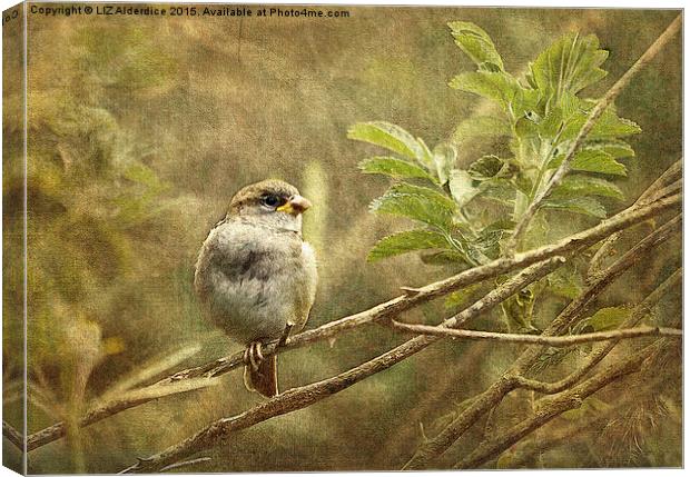  Young Sparrow Canvas Print by LIZ Alderdice