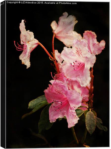  Rhododendron Canvas Print by LIZ Alderdice